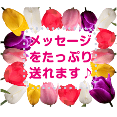 Spring message cherry blossoms & tulips