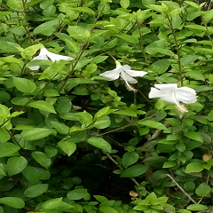 White hibiscus flower