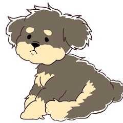 toy poodle apolo