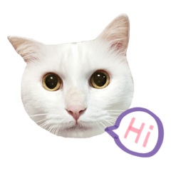 貓咪雪糕的日常