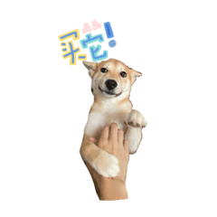 一隻本丸