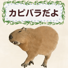 Everyday life of the capybara