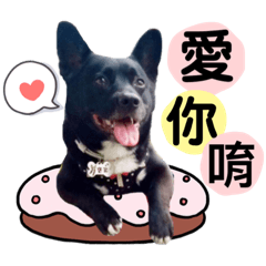 小短腿～寶弟
