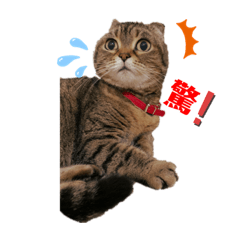 噹噹日記：日常用語篇☀️