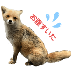 KiTsuNe_2020_03