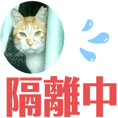 sijidouworkshop_cats chat room_02