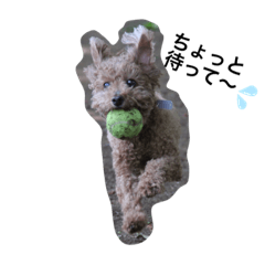 daily life of toy poodle Nana