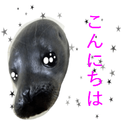 Glittering seal face