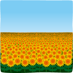 Sunflower field ( Japanese ver. ) - II
