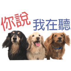 Three dachshunds 4