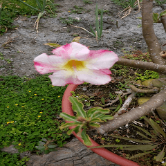 A desert rose