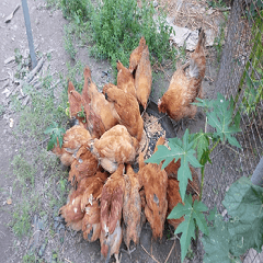 A hen and medium chickens eat