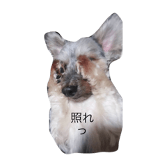 suzu_20200409024512