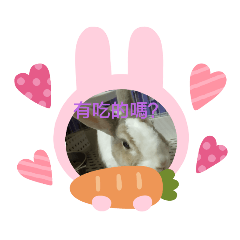 可愛的寶貝兔子