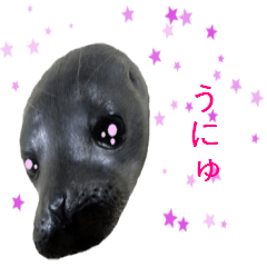 Beloved seal