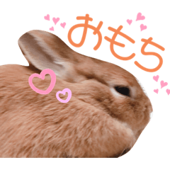 Rabbit  is Omoti