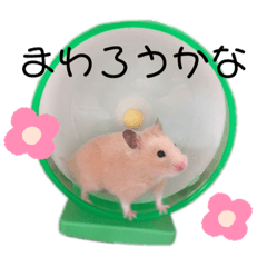 ringo_20200411192221