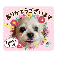 ayumi_20200411173252