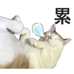 Sushi desu