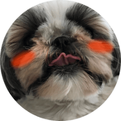 Shih-Tzu Rin