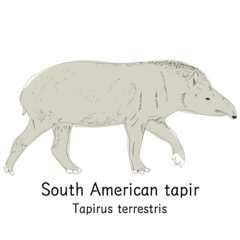 American tapir - English