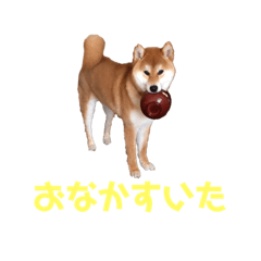 Yamato-Shiba