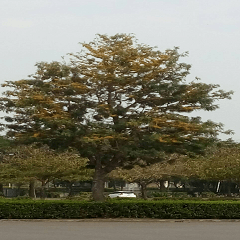 Interwoven yellow and green trees