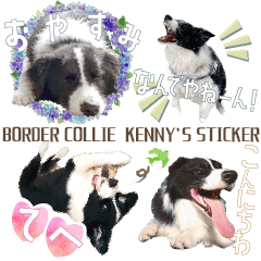 BORDER COLLIE KENNY STICKER