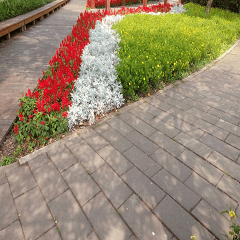 Beautiful park flowerbed