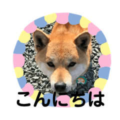amahaha_20200412113035