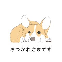 Welsh Corgi Pembroke :)