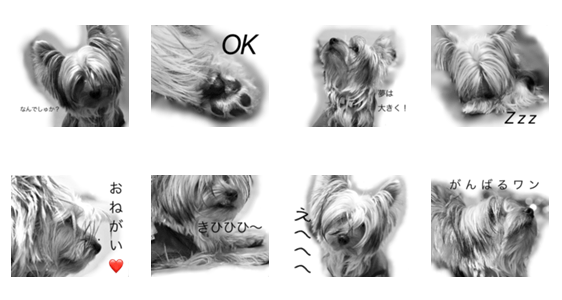 ヨークシャーテリアのごあいさつ Lineクリエイターズスタンプ Stamplist ヨークシャーテリアのごあいさつ Lineクリエイターズスタンプ Stamplist