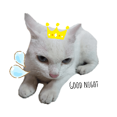 kitty_20200408220241