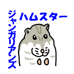Djungarians hamster