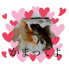 MyGoldfish