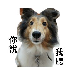 認真的牧羊犬