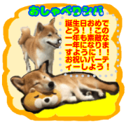 Talking Shiba Inu Japanese