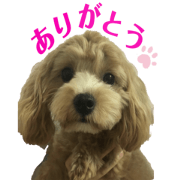 Bob the Maltipoo in Tokyo