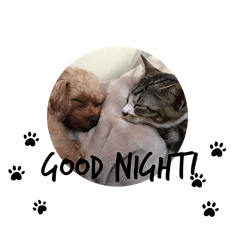 Happy life of dog and cat