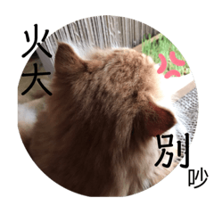 寶貝招財進寶生活篇