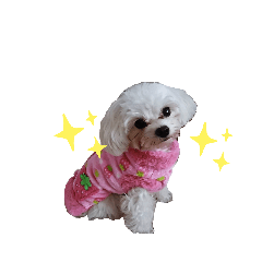 家のわんこたち