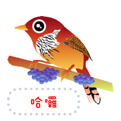 The wild birds in Taiwan 2