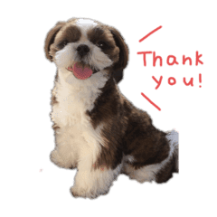 シーズー ふくまる スタンプ Line スタンプ Line Store シーズー ふくまる スタンプ Line スタンプ Line Store