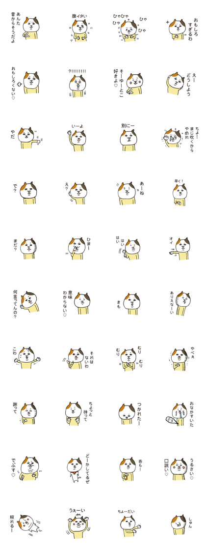 Chum tortoise shell cat Chum tortoise shell cat