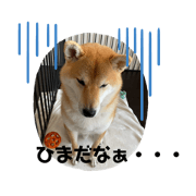 shibainu tsurumaru_20200413180223
