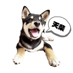 黑柴胖迪2