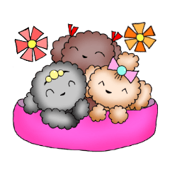 Toy Poodle Aroma2