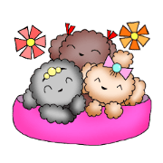 Toy poodle Aroma2 Toy poodle Aroma2