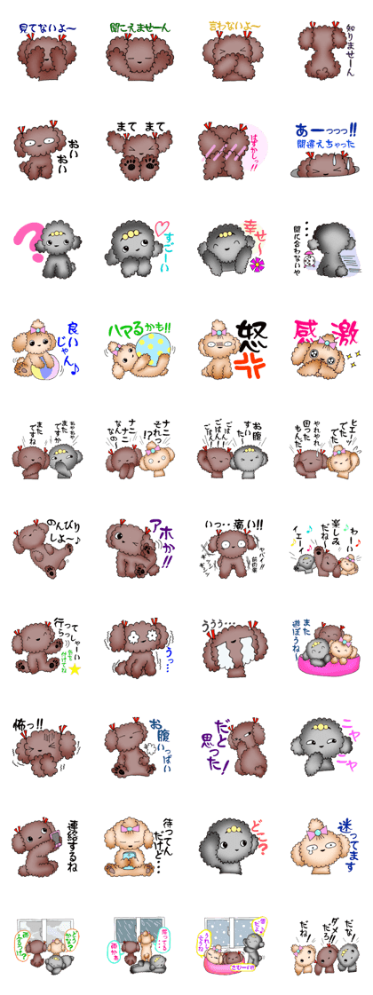 Toy poodle Aroma2 Toy poodle Aroma2