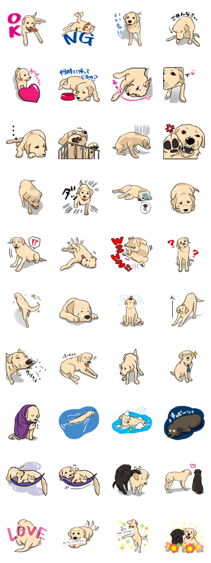 Joey the Labrador Retriever